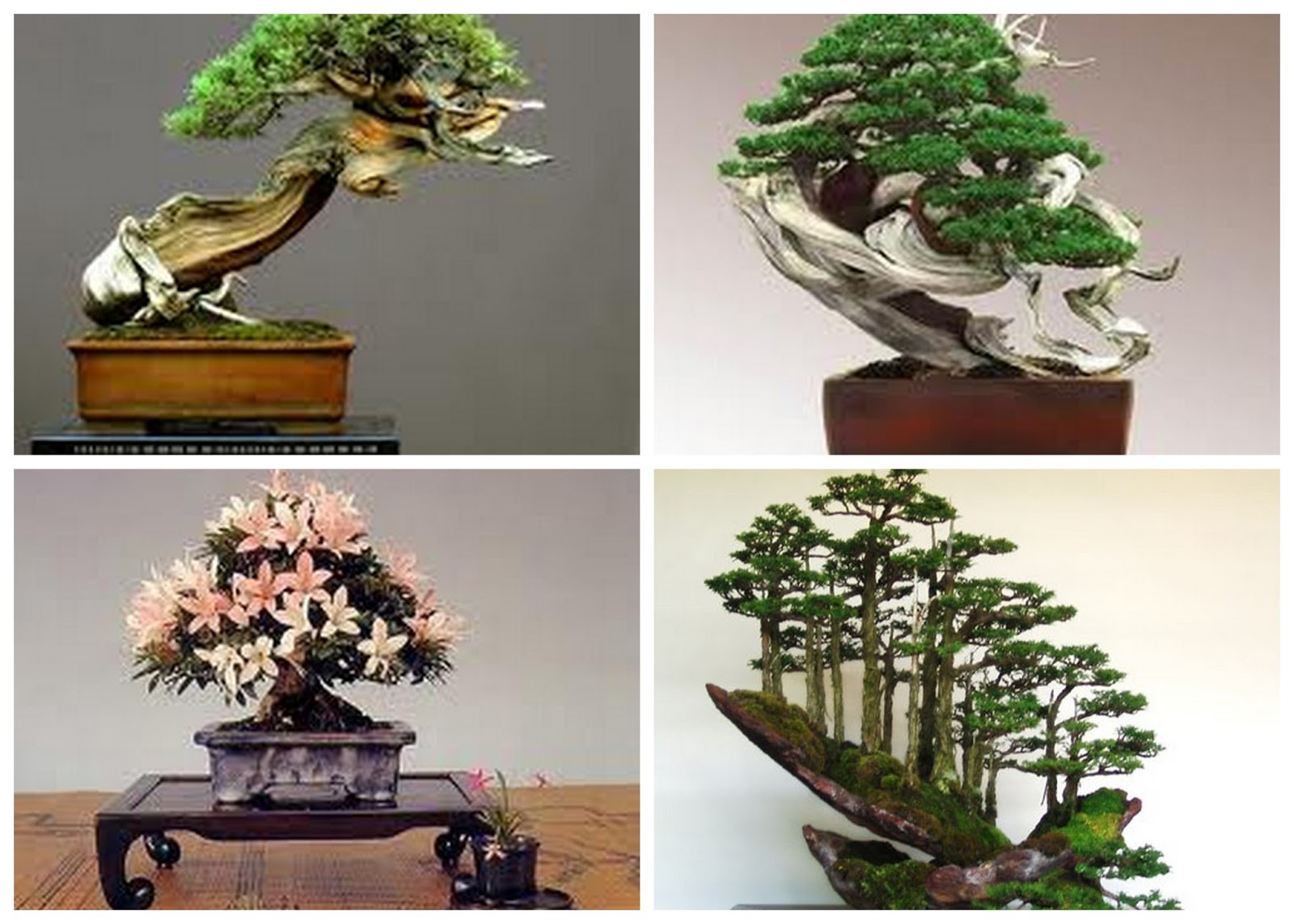 Aalayam Colors, Cuisines and Cultures Inspired! Nature in Miniature