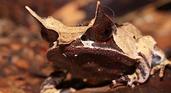 Simak 5 Fakta Katak Bertanduk Kalimantan yang Ditemukan Tahun Lalu