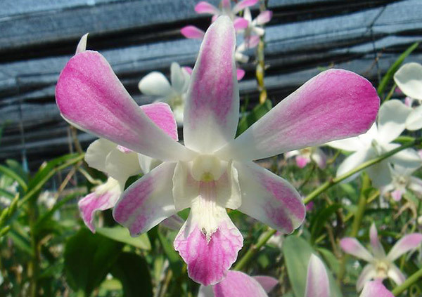 Orquideas Asia: Dendrobium Caesar