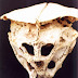 The Rhodope Skull: evidências para a existência de estrangeiros na Terra?