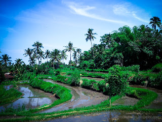 Irrigating Rice Fields In The Rainy Season At Ringdikit Village, North Bali, Indonesia