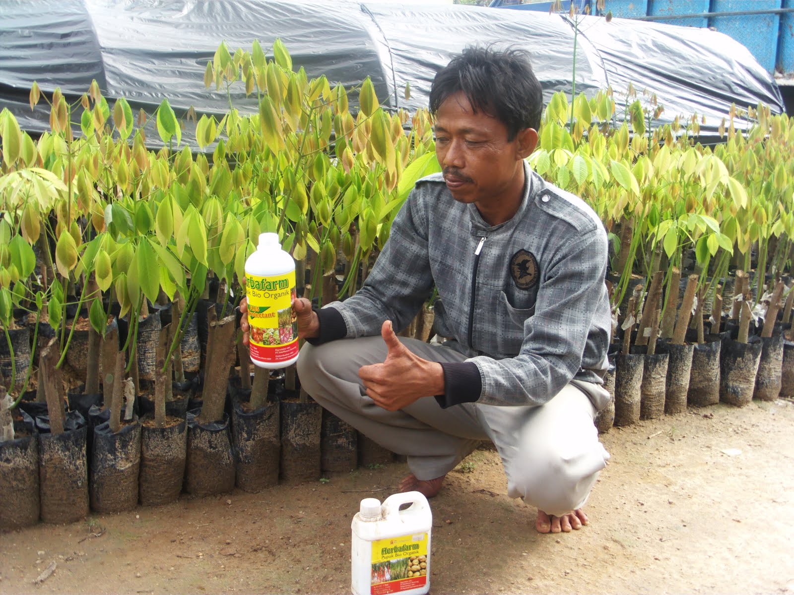 penyemprotan pupuk organik