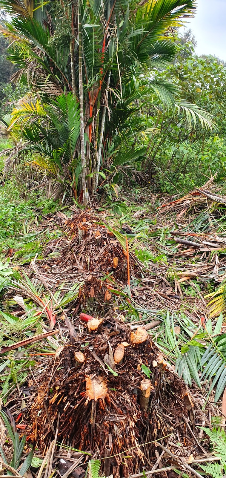 Warisan Petani: Tebang Pokok Palma Pinang Merah