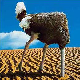 ostrich_head_sand2-gif3.jpg