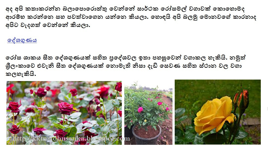How to Cultivate Rose Flower Plants in Sri Lanka