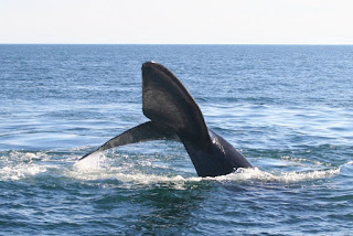 Büyük Antarktika balinası (Eubalaena australis)