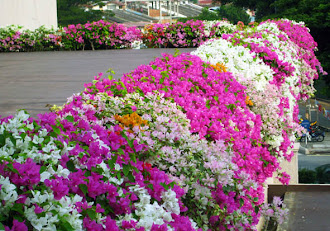 Bougainvillea Flaunt @ Casa Del Rio