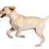 101 of the Best Classic Dog Names of All Time