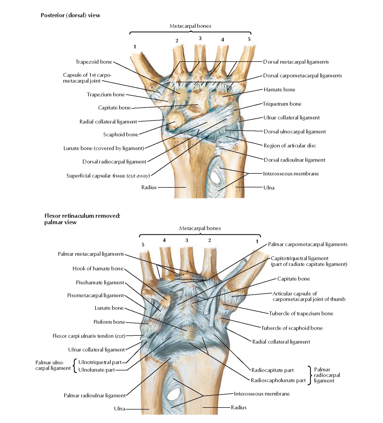 Wrist Ligaments Diagram