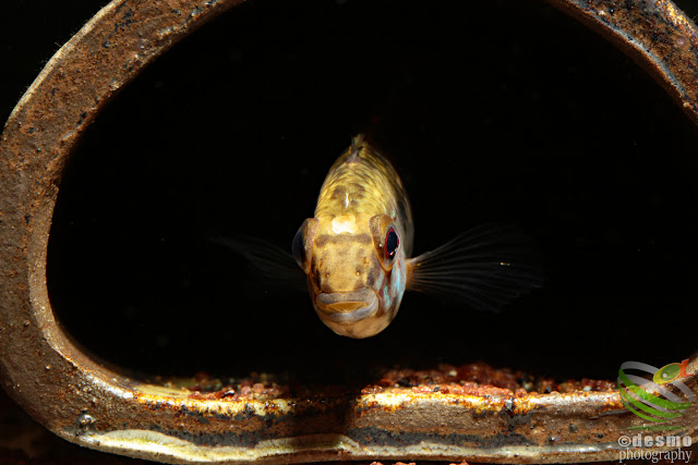 Apistogramma sp. cuiari