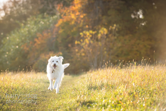 Aberdeenshire dog running in Autumn