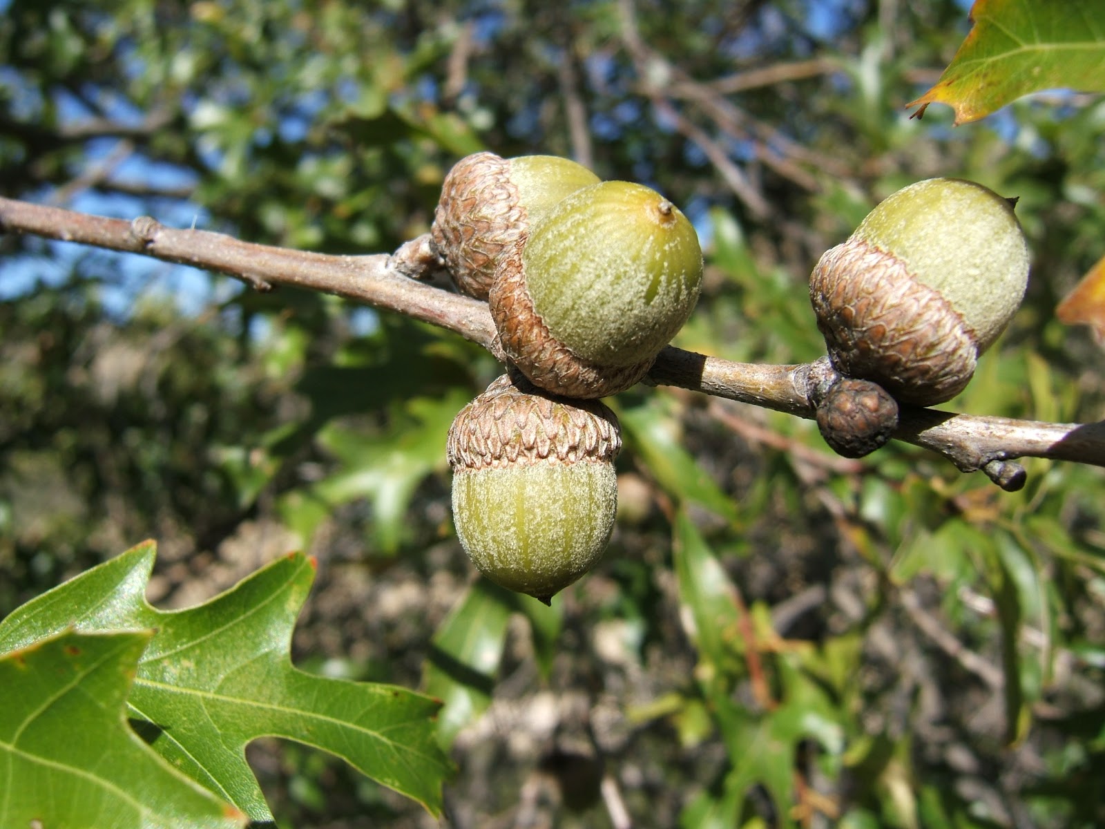 from Wylie what tree, acorns fall TX where do