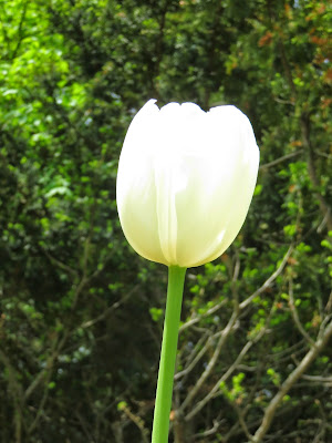 Photo of Family Getaway - The Dow Gardens, Midland 6/17 by Saakshi Kumar