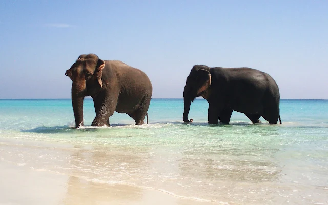 Foto met olifanten in het water