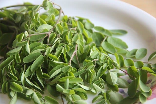 Impressive Benefits of Moringa Leaves for Health and Beauty