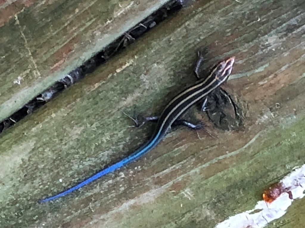 Virginia Water Radio Episode 514 (3220) Learning About Lizards