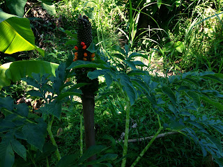 Amorphophallus Paeoniifolius (Suweg) Plant In The Farm Field