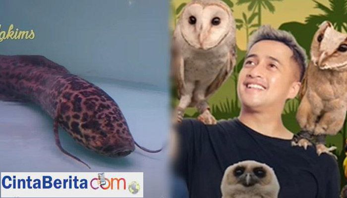 Mendapat Ikan Nabi Musa, Irfan Hakim Tak Percaya Usia Ikan ...