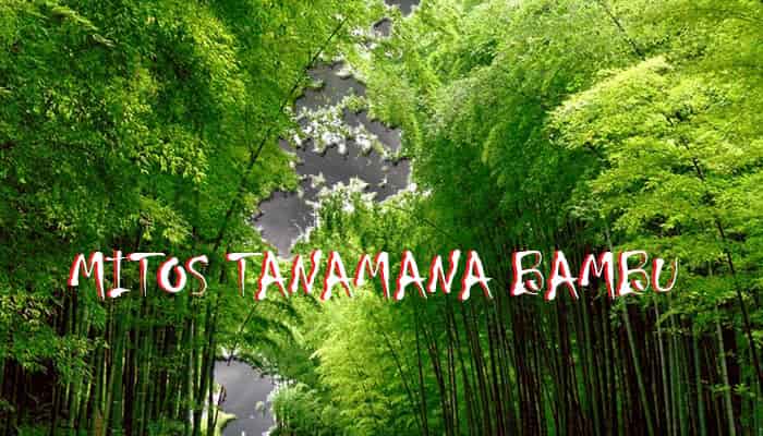 Misteri Tanaman Bambu