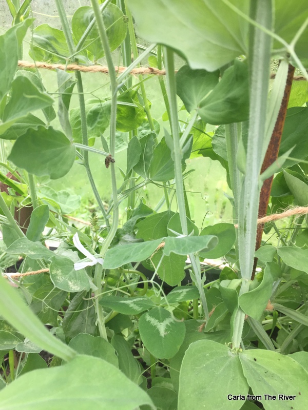 The River For the Love of Sweet peas!