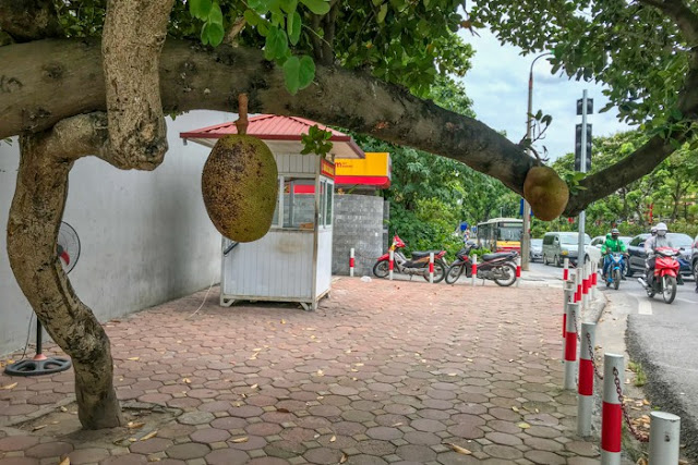 “Quả mít an toàn nhất Việt Nam” đột nhiên mất tích sau hơn 1 tuần được chia sẻ trên mạng