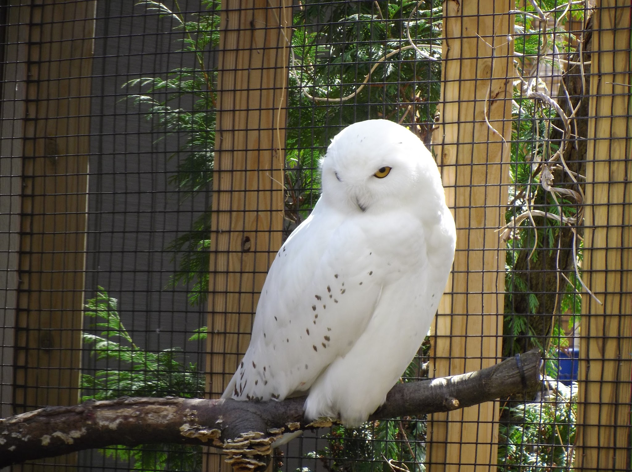 Snowy owl Snowy Owl