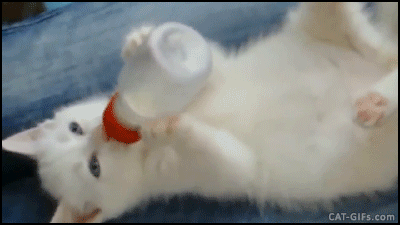 Cute Kitten GIF • Such a precious white kitty holding her bottle like a human baby ♥ 2-2 Cute Kitten GIF • Such a precious white kitty holding her bottle like a human baby ♥ 2-2