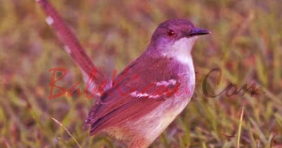 Cara Jitu Membuat Burung Ciblek Bahan Makan Voer Total - Babe Kicau