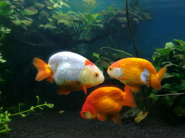 Mes premiers ranchus ! Les%2Banciens%2Bont%2Bbien%2Bgrandis