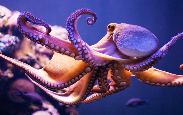 章魚基因解碼 智能演化驚艷學界