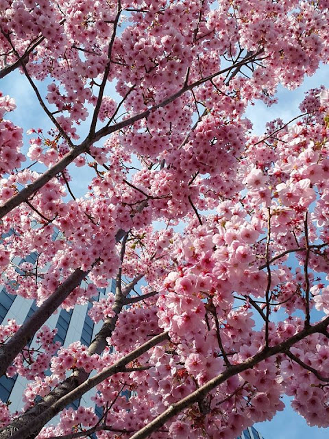 Beautiful Sakura Flower at Odaiba Tokyo Japan
