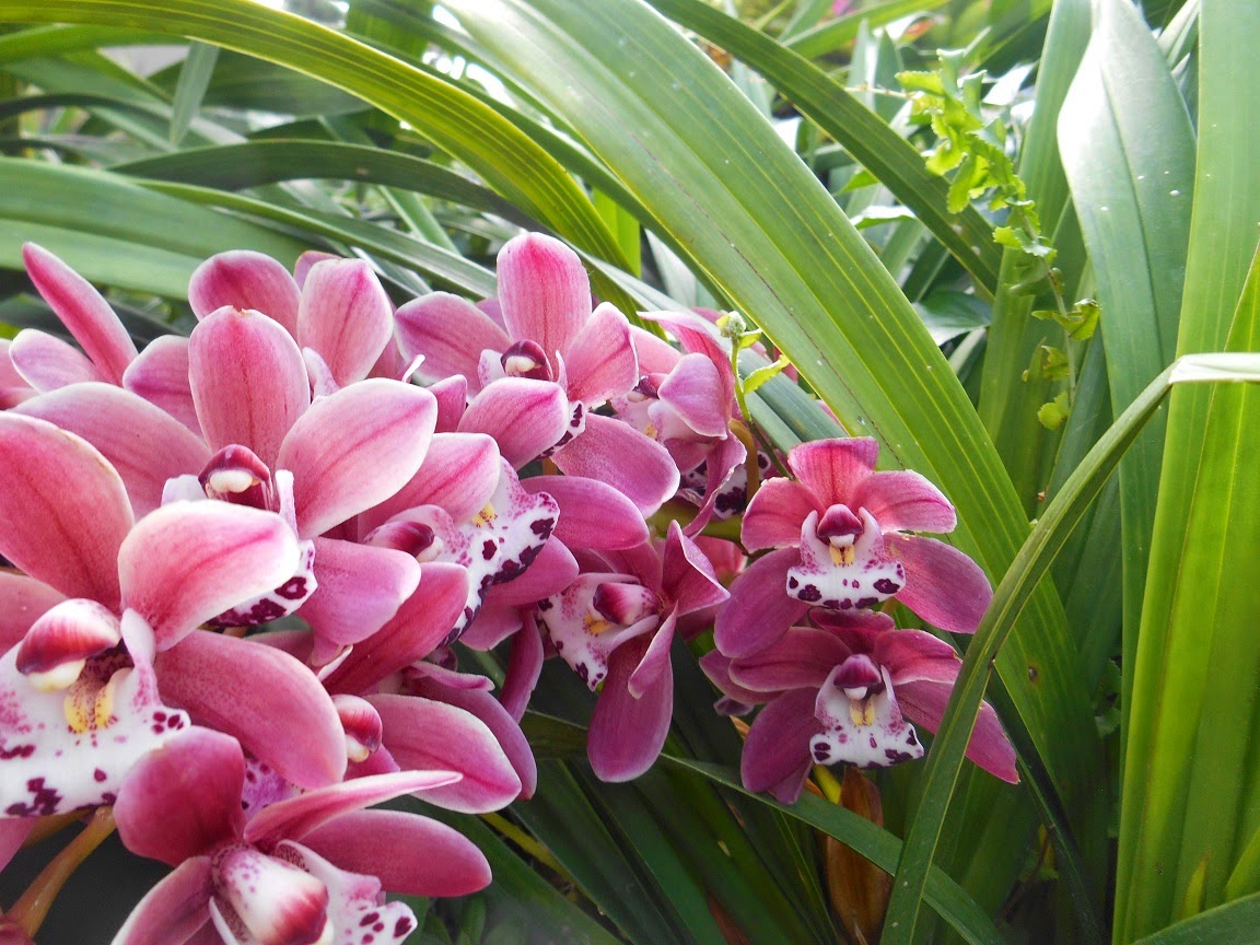 Exotic Plants in Indonesia Orchid Galleries