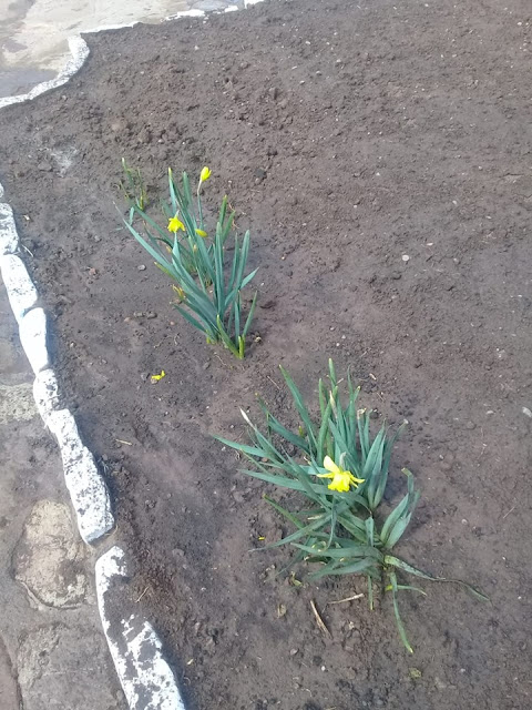 Die Osterglocken blühen bei uns der Frühling naht