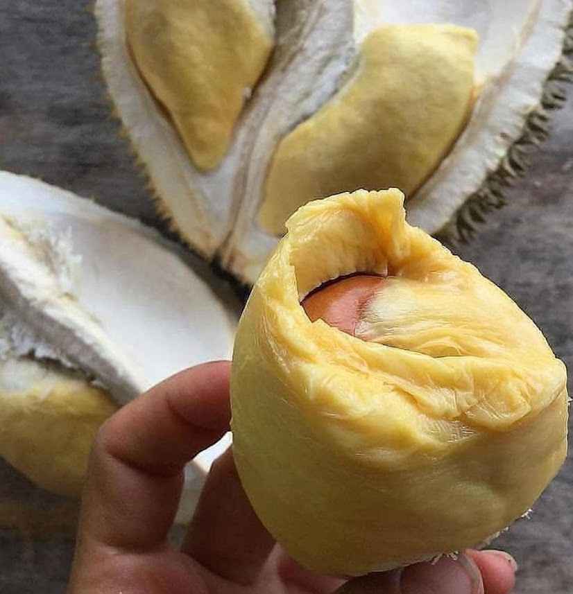 Bibit Durian Musangking Kaki 3 Yogyakarta