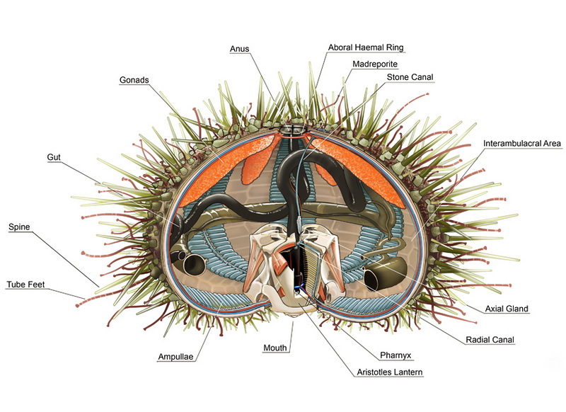 Sea Urchins Anatomy