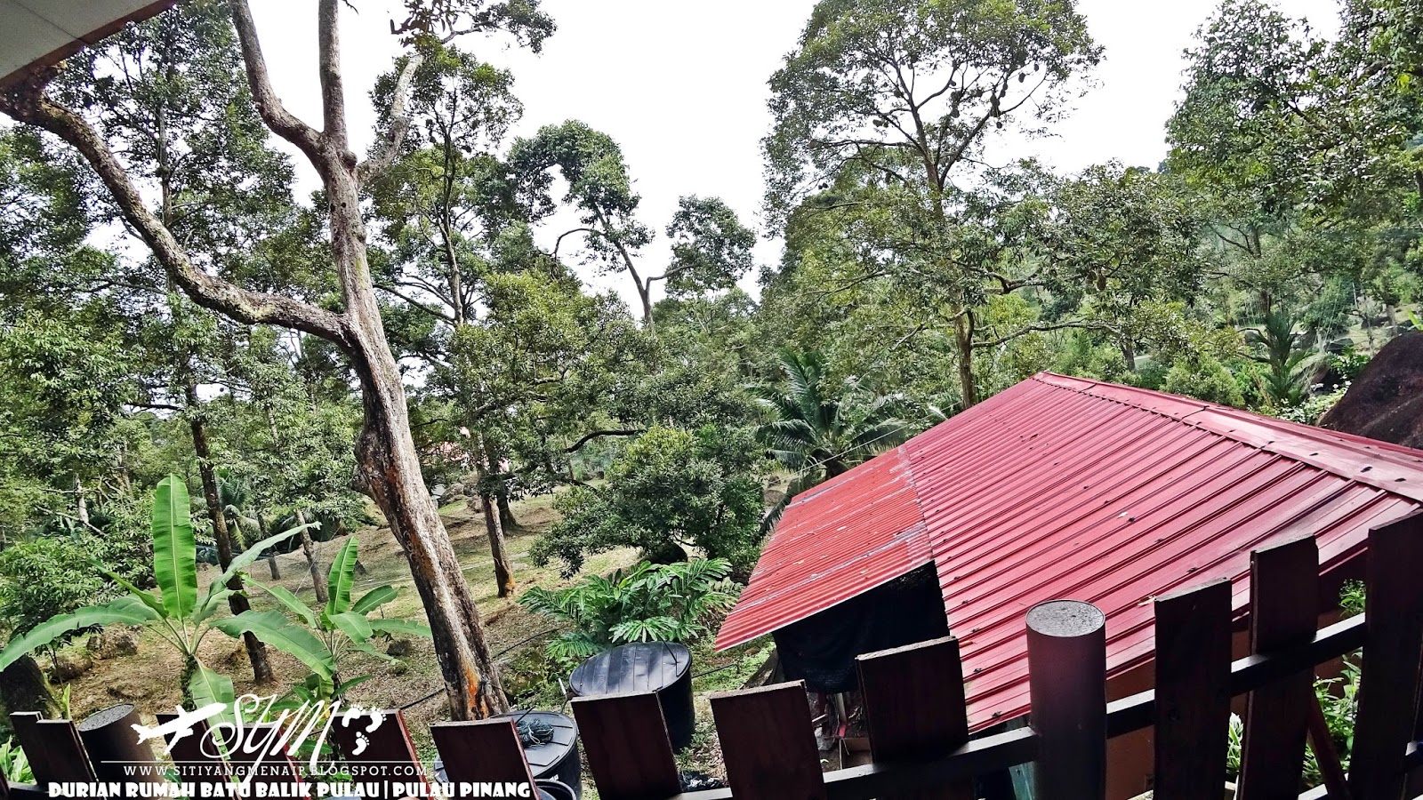 MAKAN BUAH DURIAN TERBAIK DARI BALIK PULAU DI DURIAN RUMAH ...