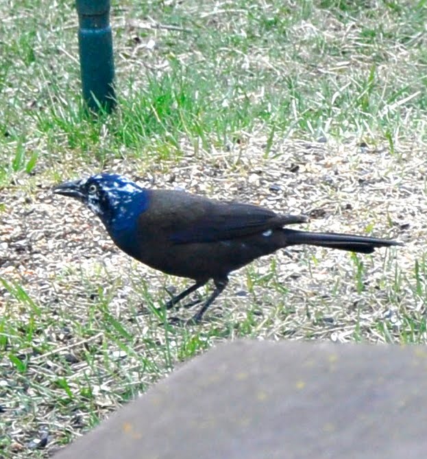 Palemaleirregulars Pale Male, Ginger Lima, Piebald Grackle, Thirteen