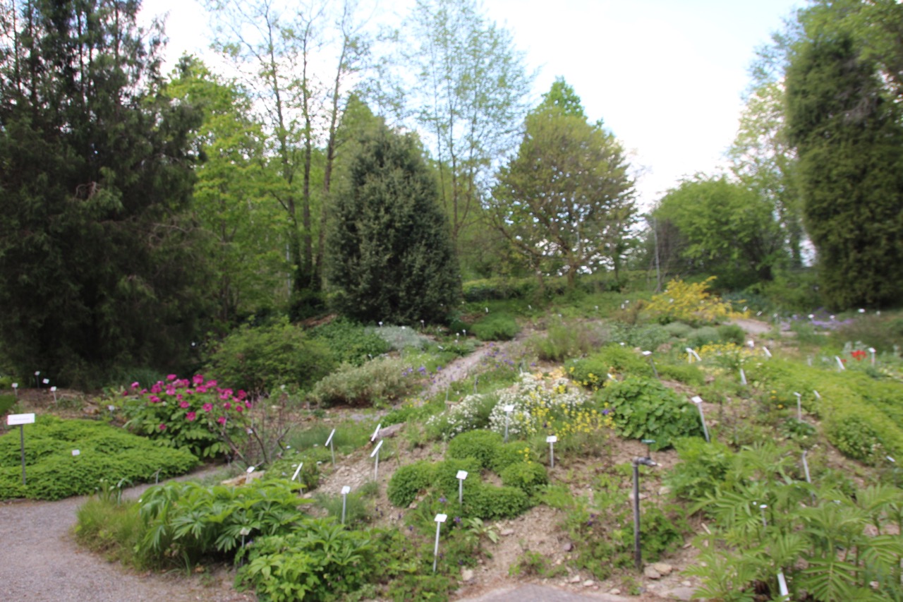 Botanischer Garten Dresden Im Mai 1 Bergblumengarten
