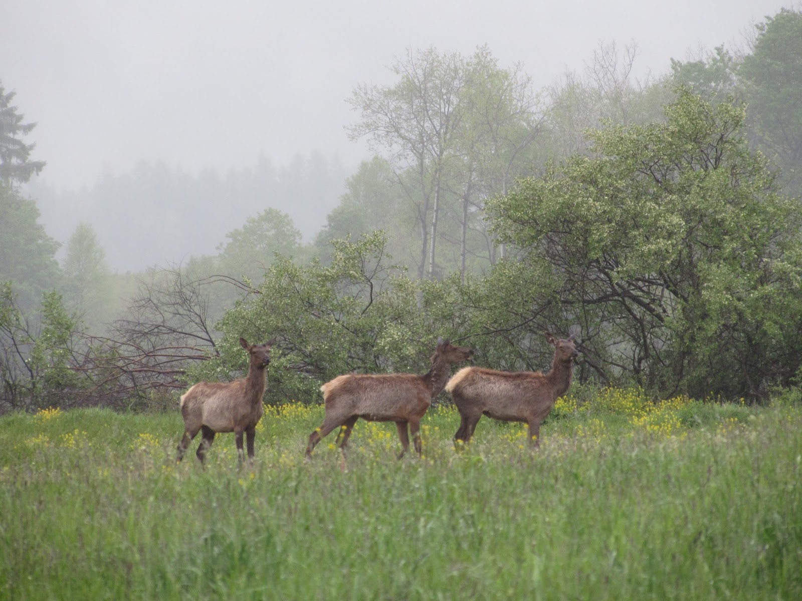 Cabins in Elk Country Antler Shed Cabins, Benezette, PA Interesting