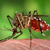 Genetically Engineered Mosquitoes will Release as a Solution for Mosquitoes -borne Diseases 