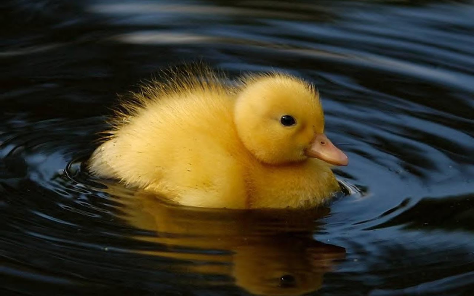 Gambar Bebek Lengkap Gambar Foto Gambar Bebek Lengkap Gambar Foto