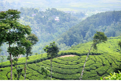 wisata perkebunan Teh Jamus Ngawi