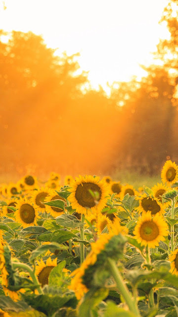 Wallpaper Aesthetic Field of Sunflowers