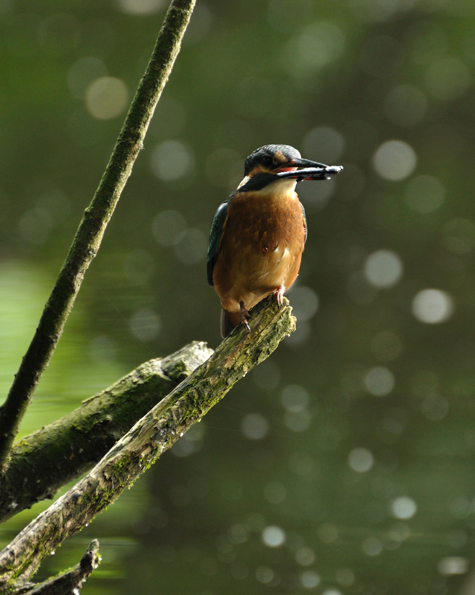 Arné Roest Natuurfotografie: Beste foto's 2011 (deel 2)