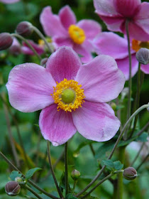 Grape-leaf anemone Anemone tomentosa 'Robustissima' by garden muses-not another Toronto gardening blog 