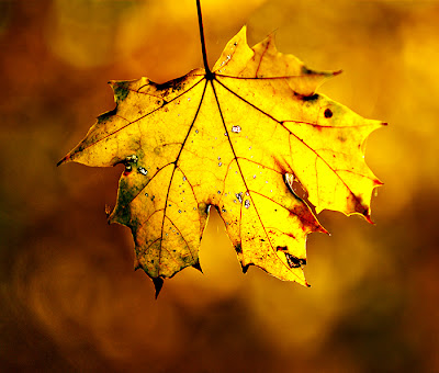 autumn leaves