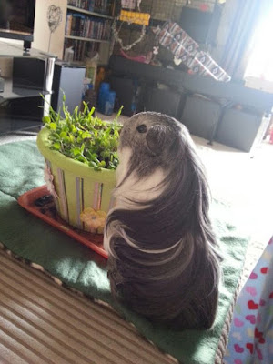 Silkie Guinea Pig breed