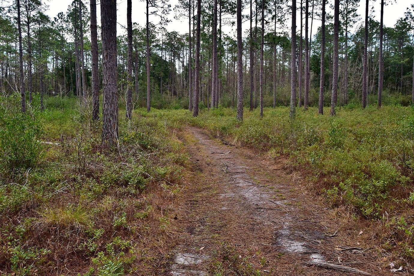 Waterfall Hero Hikes Green Swamp Preserve NC