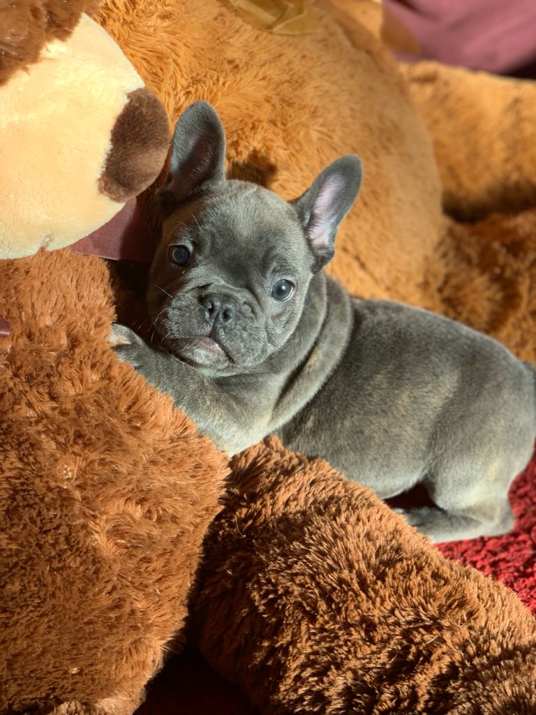 Cómo cuidar un cachorro Bulldog francés Cómo cuidar un cachorro Bulldog francés