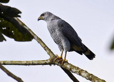 Aguilucho gris Buteo nitidus